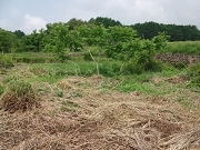 山梨県北杜市長坂町白井沢の農地