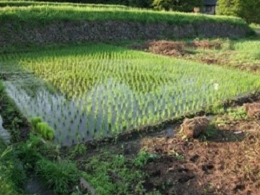 山梨県北杜市長坂町白井沢の農地